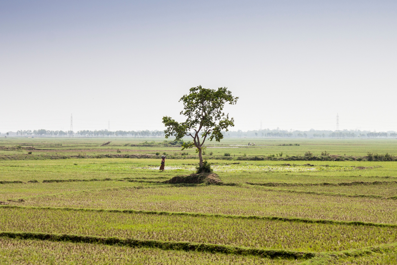 Agriculture near Son Nagar. Bihar. India